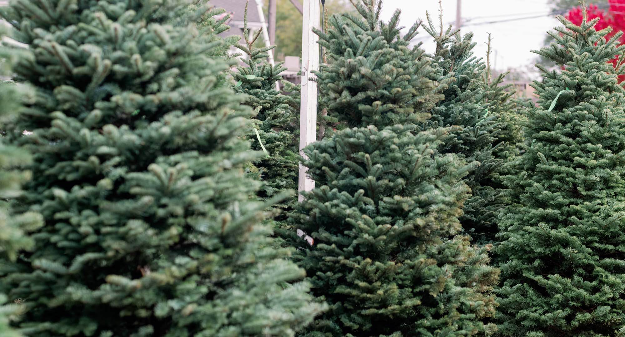 christmas-tree-farm-2